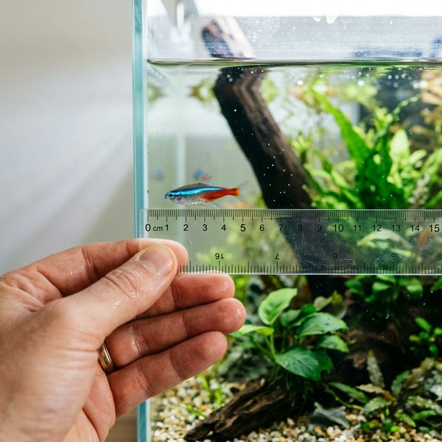 Вимірювання розміру риби лінійкою