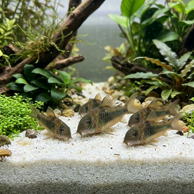 Група коридорасів на дні акваріума