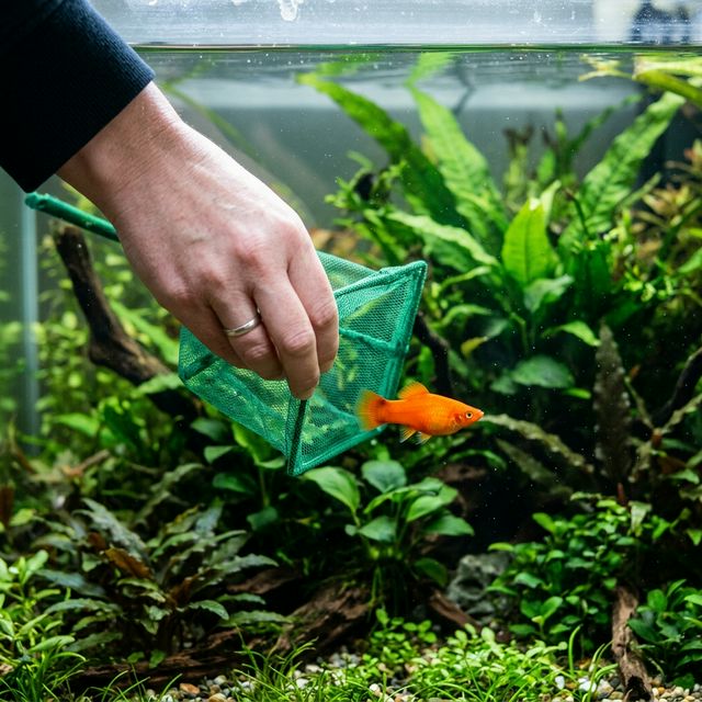 Висадка риби сачком