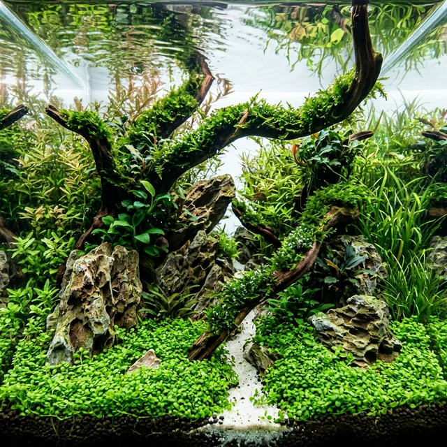 Pure Nature Aquascape Interior