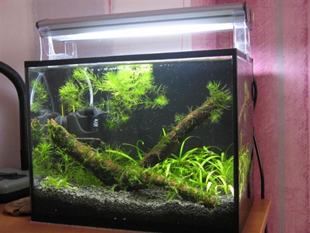 Мох в акваріумі