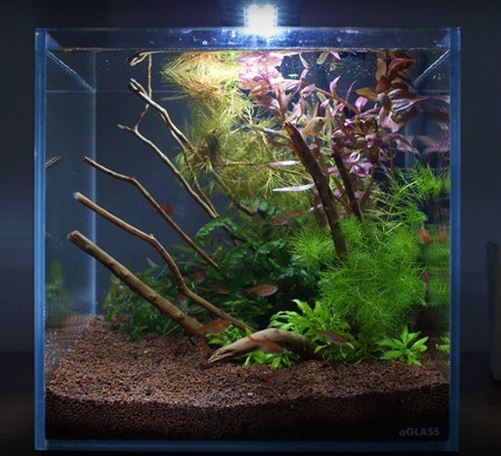 Сомик панда