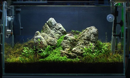 Дикі дискуси