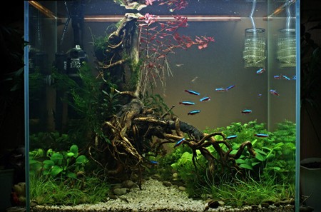 Червоні рослини