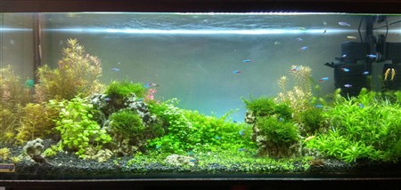 Скалярія рідкісна