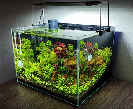 Густий акваріум