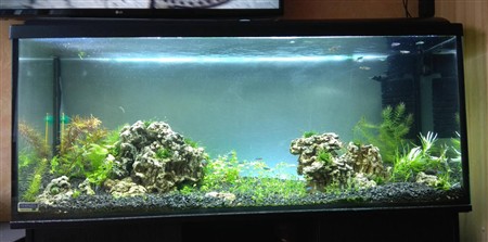 Акантофтальмус