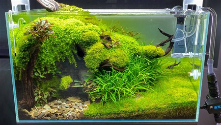 Золоті рибки