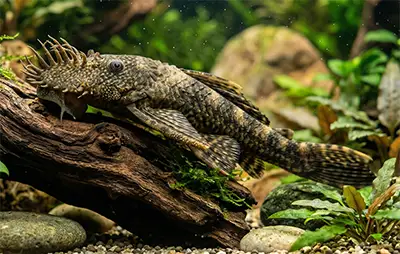 Анциструс звичайний