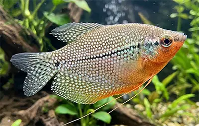 Гурамі перловий
