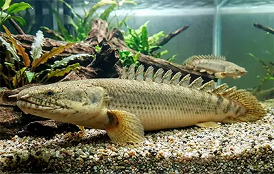 Поліптерусі