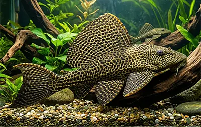 Птеригопліхт парчевий