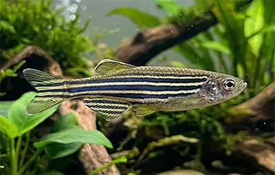 Даніо реріо